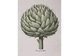 A folio botanical engraving of an artichoke by Basilius Besler made $3,150 plus the buyer’s premium in March 2019. Image courtesy of Trillium Antique Prints & Rare Books and LiveAuctioneers.