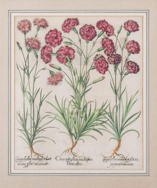 A quartet of Basilius Besler hand-colored engravings, mostly of Caryophyllus varieties (one shown here), realized $5,500 plus the buyer’s premium in October 2022. Image courtesy of Stair and LiveAuctioneers.