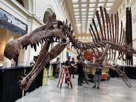 The Spinosaurus skeleton photographed on its Lifting Day at the Field Museum on June 2, when it was moved into place. Image courtesy of the Field Museum, photo credit Kate Golembiewski.