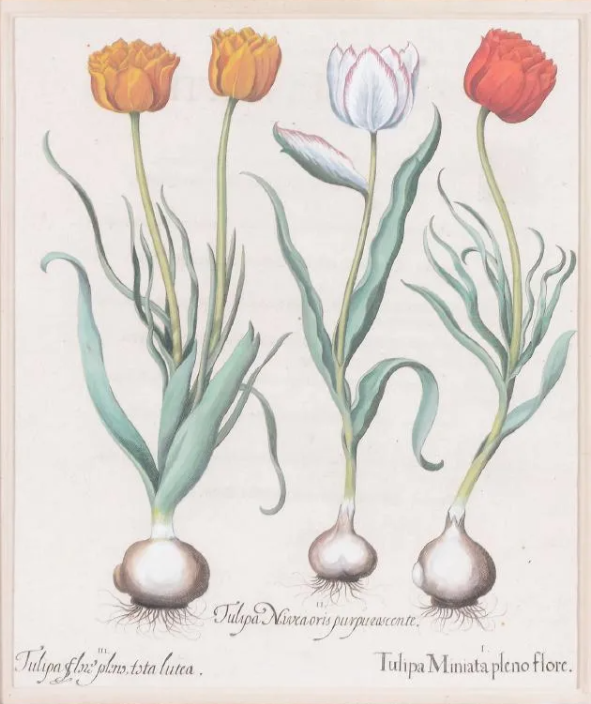 A set of six hand-colored Basilius Besler engravings of different tulips from ‘Hortus Eystettensis’ (one shown here) sold for $8,675 plus the buyer’s premium in May 2017. Image courtesy of Dreweatts Donnington Priory and LiveAuctioneers.
