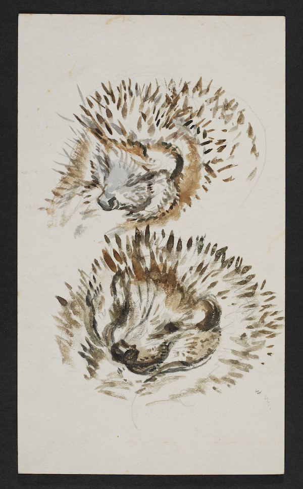 Beatrix Potter (British, 1866–1943), ‘Drawing of a hedgehog, assumed to be Mrs. Tiggy,’ circa 1904. Watercolor and pencil on paper, Victoria and Albert Museum, Linder Bequest, BP.495. © Victoria and Albert Museum, London, courtesy of Frederick Warne & Co. Ltd. 