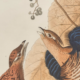 Detail of Ruffled Grouse print from John James Audubon’s ‘Birds of America,’ estimated at $15,000-$25,000