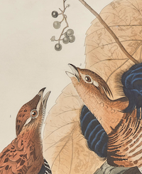 Detail of Ruffled Grouse print from John James Audubon’s ‘Birds of America,’ estimated at $15,000-$25,000