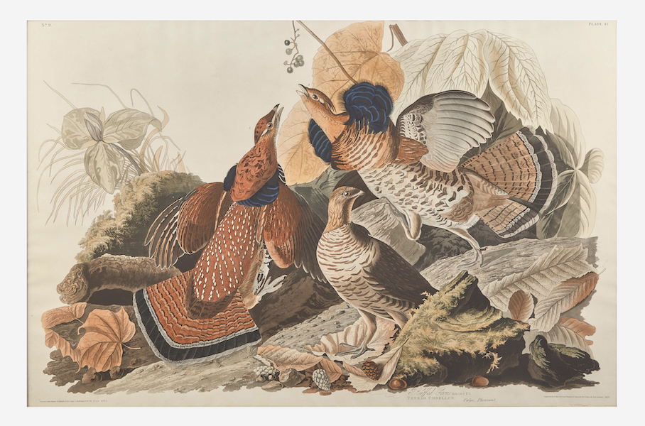 Ruffled Grouse print from John James Audubon’s ‘Birds of America,’ estimated at $15,000-$25,000. Image courtesy of Freeman’s