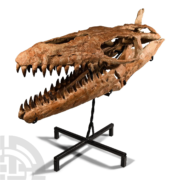 Mosasaur 'Marine Dinosaur' Skull, estimated at £8,000-£10,000.