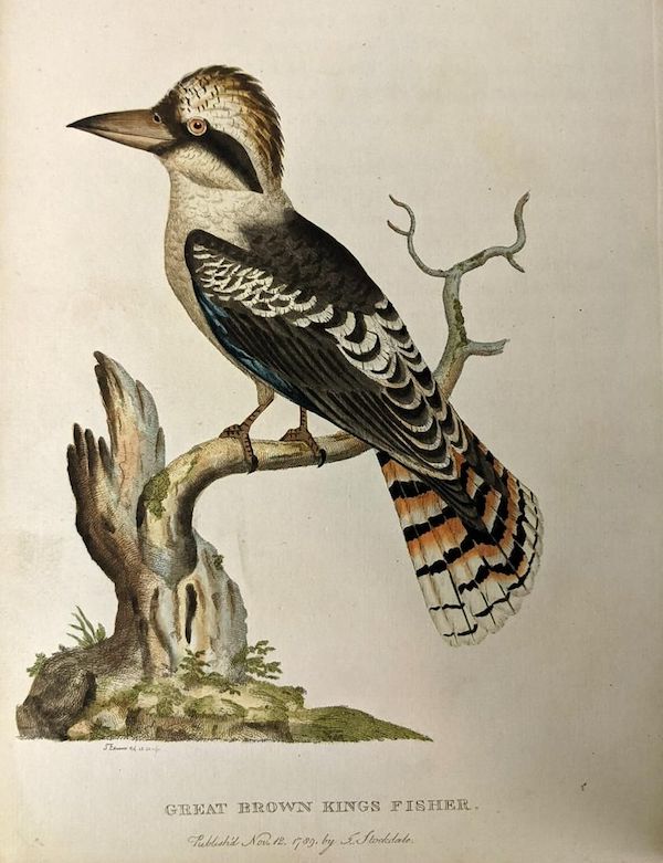 The Great Brown Kings Fisher, a plate from ‘The Voyage of Governor Phillip to Botany Bay’ by John Stockdale, 1789, estimated at Aus$38,000-$48,000 ($24,900-$31,450). Image courtesy of The Book Merchant Jenkins and LiveAuctioneers