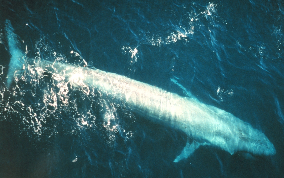 Photograph of an adult blue whale swimming in the eastern Pacific Ocean, taken no later than 2005. A newly discovered species of whale, revealed in the journal Nature on August 2 and dubbed Perucetus colossus, which means ‘the colossal whale from Peru,’ might dethrone the blue whale and claim the title of the heaviest animal ever to live. Image courtesy of Wikimedia Commons, photo credit NMFS Northeast Fisheries Science Center (NOAA). It is in the public domain because it contains materials that originally came from the U.S. National Oceanic and Atmospheric Administration, produced as part of an employee’s official duties.