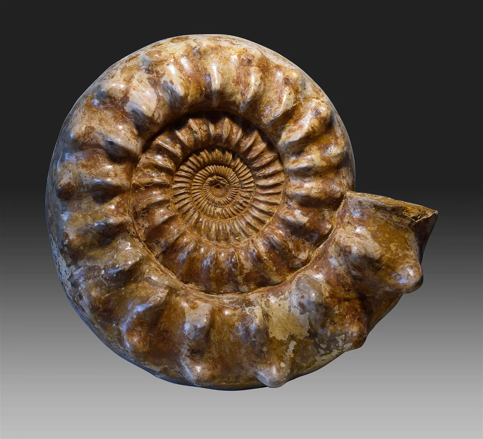Ammonite Kranaosphinctes sp., estimated at $5,000-$6,000 at Jasper52.
