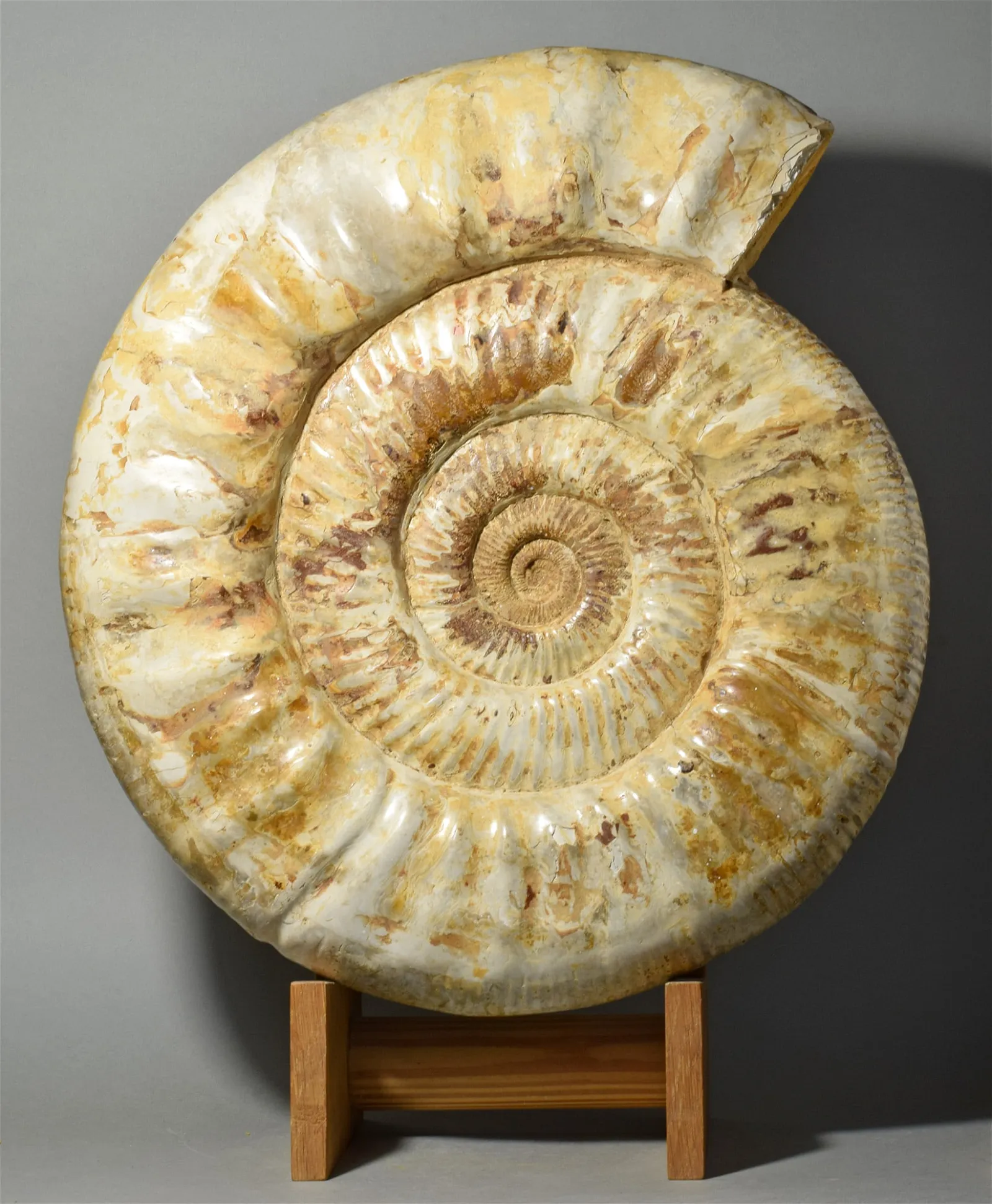Ancient fossils become decorative art for the home at Jasper52 Nov. 22