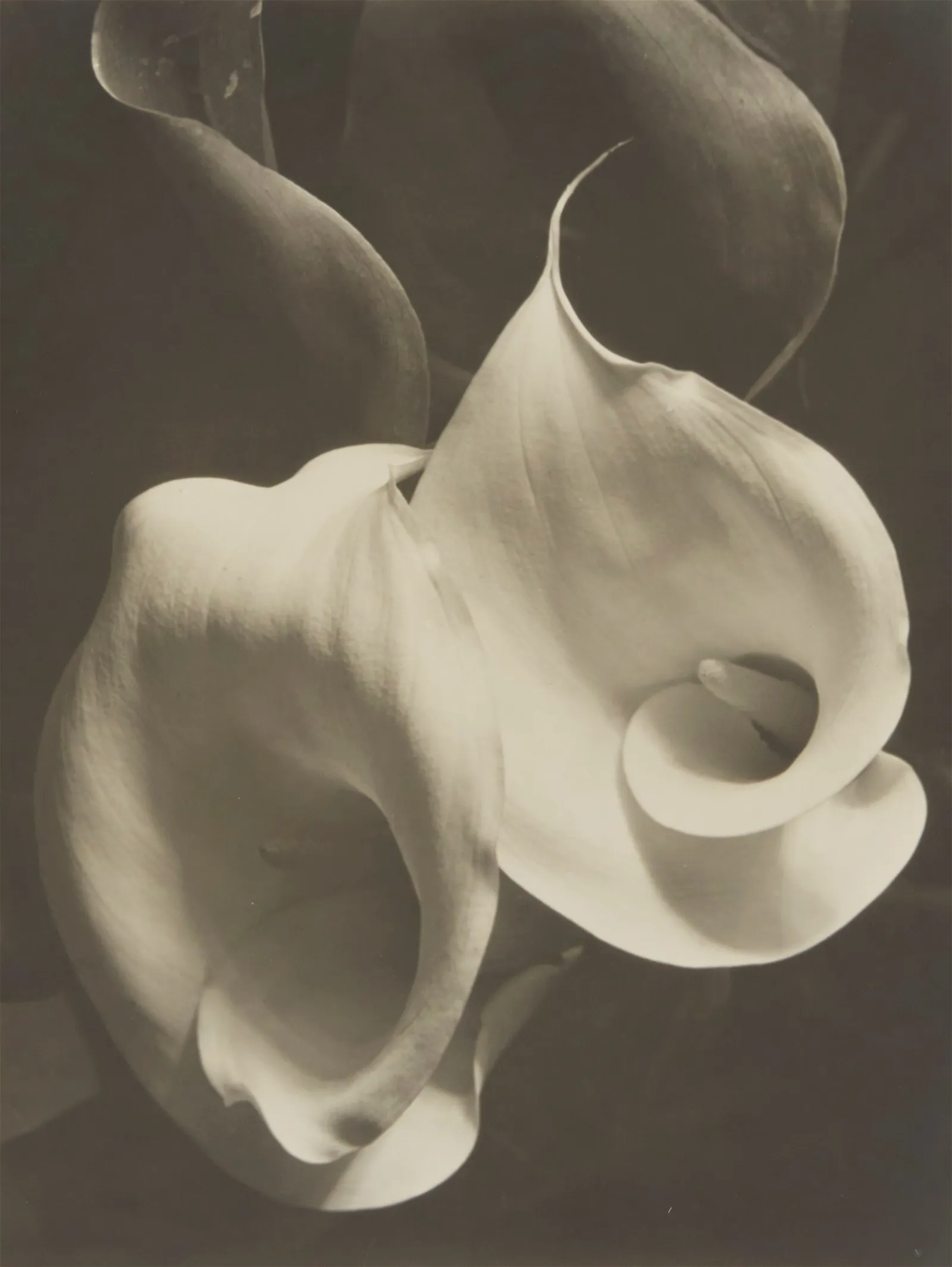 Imogen Cunningham and Edward Weston claimed the top spots at John Moran