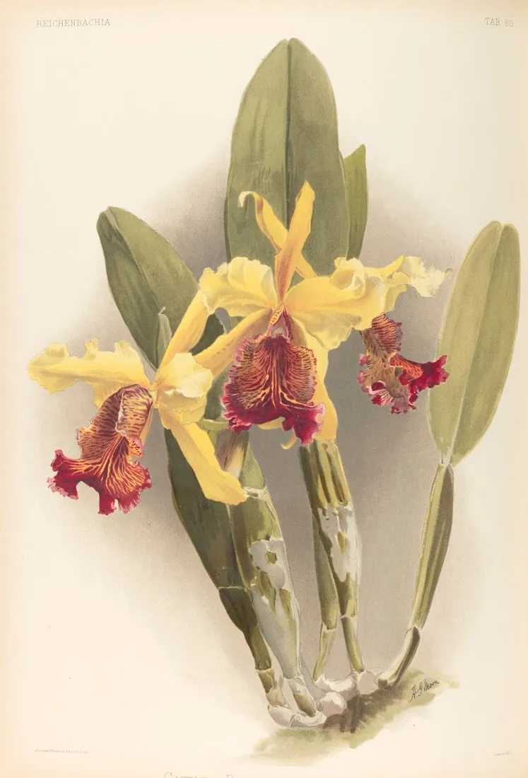 One of the 192 plates from Frederick Sander’s book 'Reichenbachia: Orchids illustrated and described', estimated at €6,000-€7,500 ($6,000-$8,000) at Jeschke Jadi Auctions in Berlin.