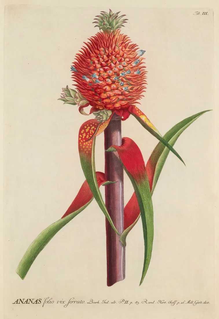 Two influential European botanical plate books featured at Jeschke Jadi April 27
