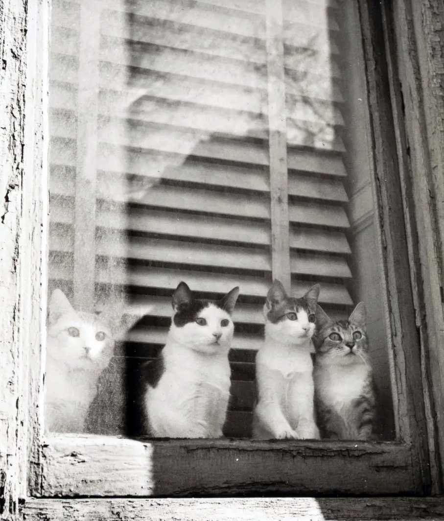 Vivian Maier, 'Cats In Window,' circa 1950s Gelatin silver print from the Ron Slattery Collection at Heritage Auctions.