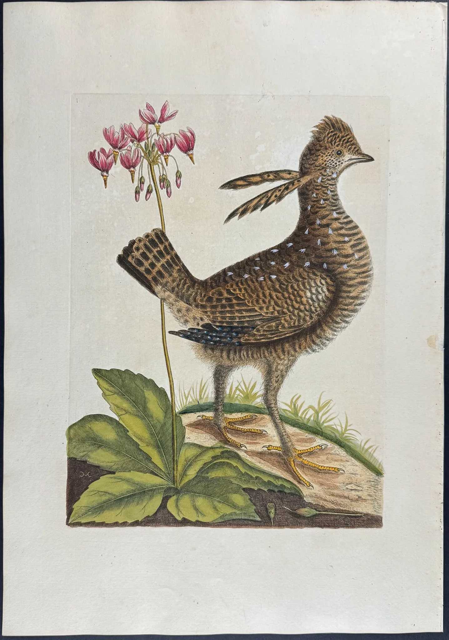 Mark Catesby’s Heath Hen and Eastern Shooting Star hand-colored engraving, which sold for $5,555 with buyer’s premium at Trillium on April 6.