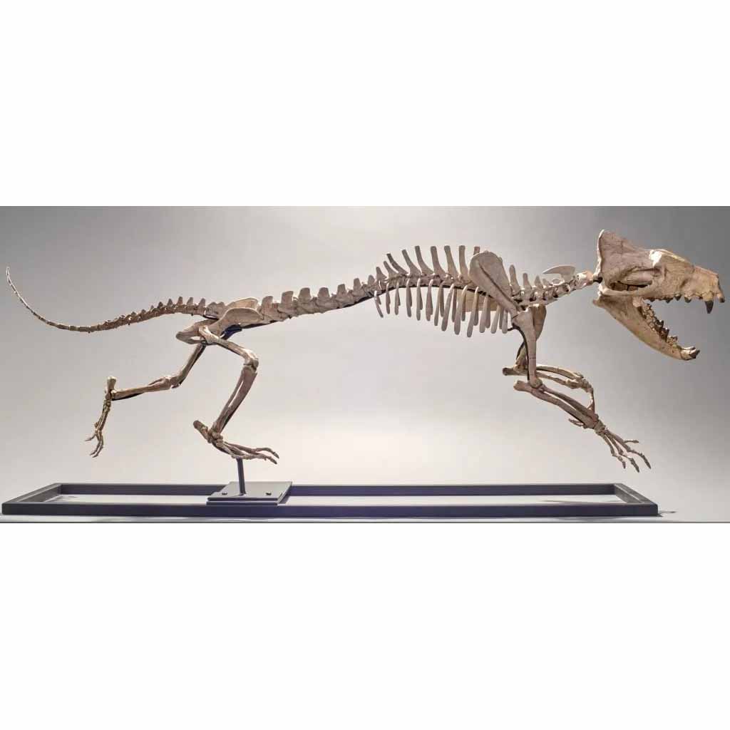 Hyaenodon Horridus Skeleton, estimated at $50,000-$150,000 at Bruneau & Co.