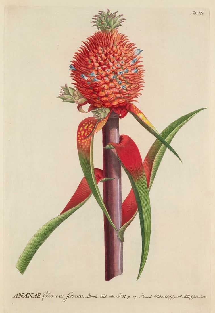 Important 18th-century botanical book leads our five auction highlights